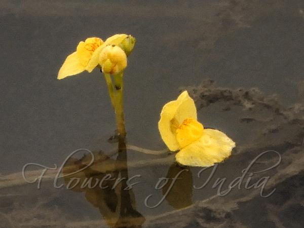 Golden Bladderwort